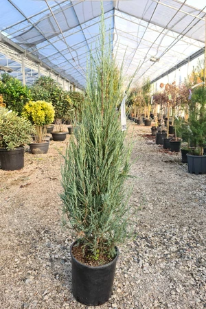JUNIPERUS scopulorum 'Skyrocket'