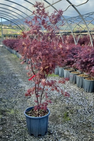 ACER palmatum 'Bloodgood'