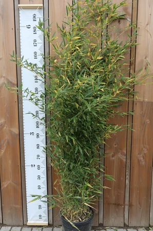 PHYLLOSTACHYS bissetii