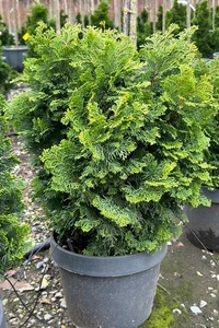CHAMAECYPARIS obtusa 'Nana Gracilis'
