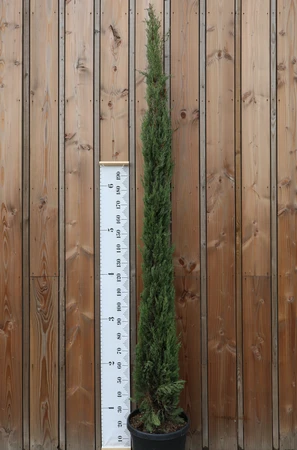 CUPRESSUS sempervirens 'Pyramidalis'