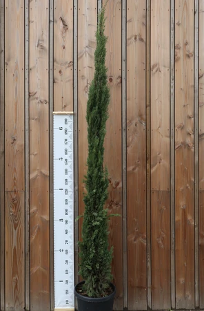 CUPRESSUS sempervirens 'Pyramidalis'