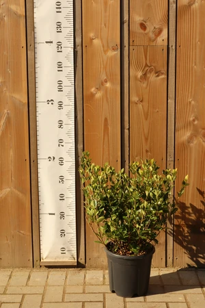 GARDENIA jasminoides 'Kleim's Hardy'