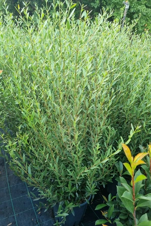 PHILLYREA angustifolia