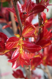 LAGERSTROEMIA indica 'Rhapsody in Pink'