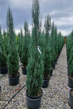 JUNIPERUS scopulorum 'Blue Arrow'