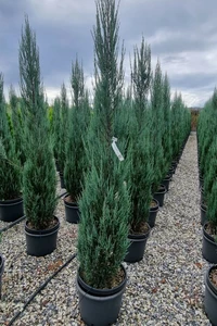 JUNIPERUS scopulorum 'Blue Arrow'
