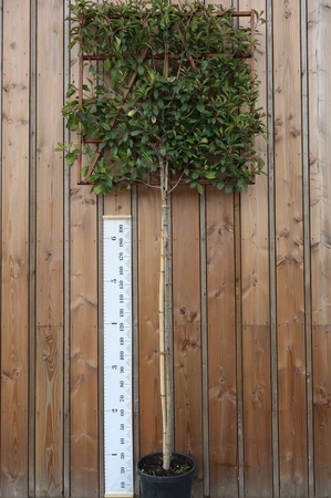 PHOTINIA x fraseri 'Red Robin'