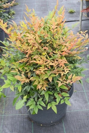 NANDINA domestica 'Sunset Boulevard'
