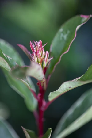 PHOTINIA x fraseri 'Pink Marble'