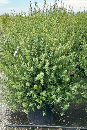 PHILLYREA angustifolia