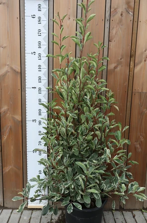 PHOTINIA x fraseri 'Pink Marble'