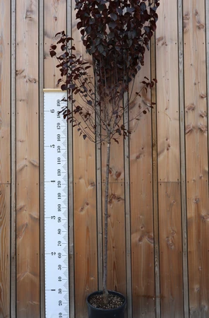 PRUNUS cerasifera 'Nigra'