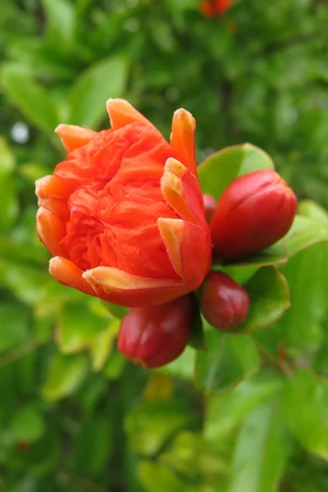 PUNICA granatum (Pomegranate)