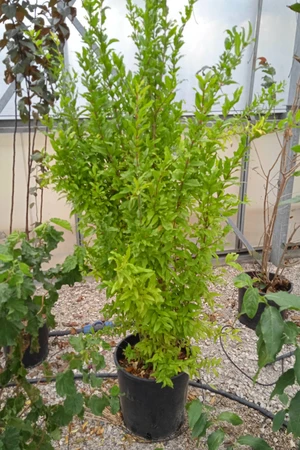 PUNICA granatum (Pomegranate)