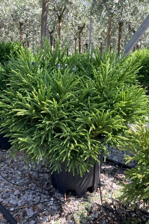 CRYPTOMERIA japonica 'Little Champion'