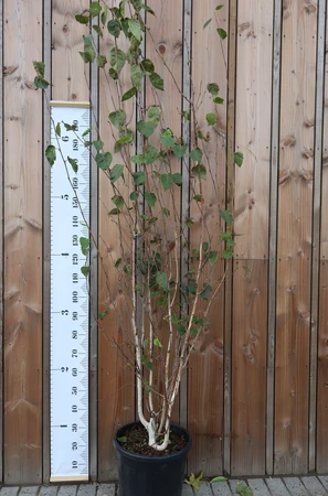 BETULA utilis jacquemontii