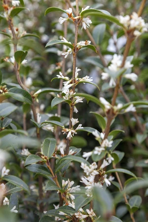 OSMANTHUS x burkwoodii