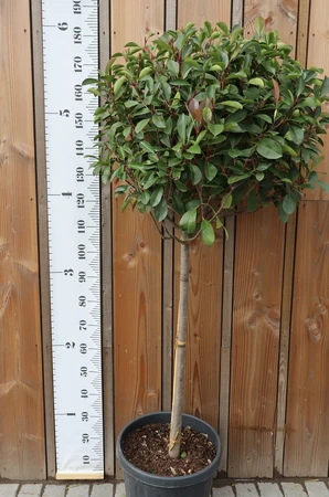 PHOTINIA x fraseri 'Red Robin'