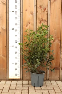 VIBURNUM tinus 'Eve Price'