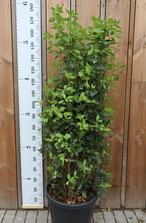 VIBURNUM tinus 'Eve Price'