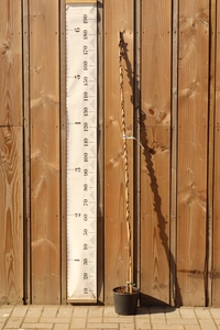 WISTERIA brachybotrys 'Showa-beni'