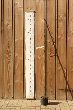 WISTERIA floribunda 'Longissima Alba'