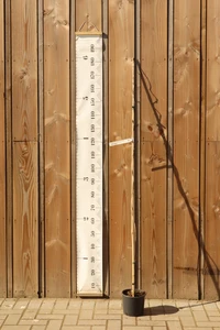 WISTERIA floribunda 'Longissima Alba'