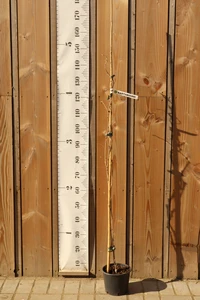 WISTERIA floribunda 'Multijuga'