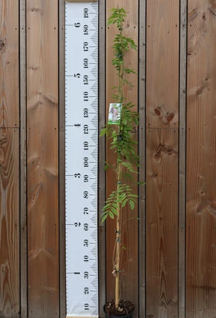 WISTERIA floribunda 'Rosea'