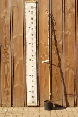 WISTERIA sinensis 'Prolific'