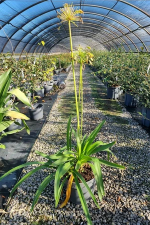 AGAPANTHUS umbellatus 'Albus'