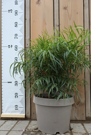 MAHONIA eurybracteata 'Sweet Winter'