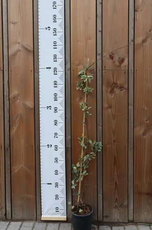 TRACHELOSPERMUM jasminoides 'Variegatum'