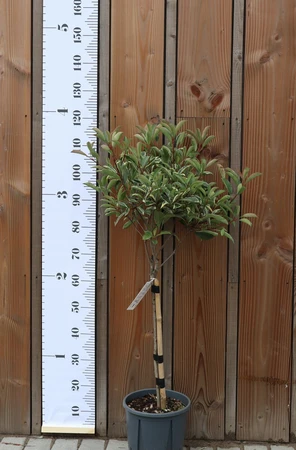 PHOTINIA x fraseri 'Pink Marble'