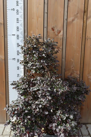 LOROPETALUM chinense 'Black Pearl'
