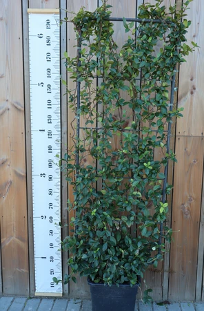 TRACHELOSPERMUM jasminoides