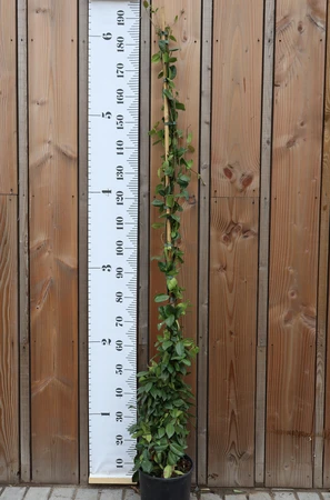 TRACHELOSPERMUM jasminoides