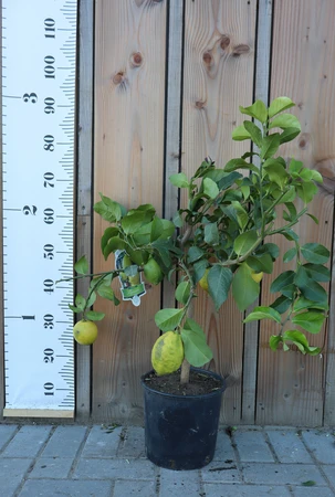 CITRUS limon  (LEMON)