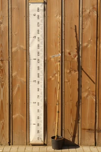 WISTERIA brachybotrys 'Iko Yama Fuji'