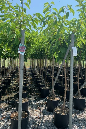 Prunus avium 'Hedelfinger' (CHERRY)