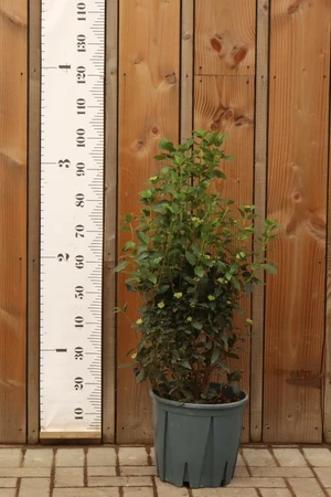 VIBURNUM tinus 'Eve Price'