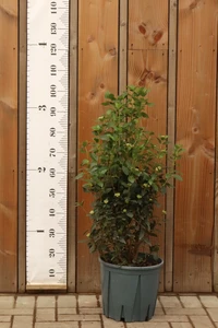 VIBURNUM tinus 'Eve Price'