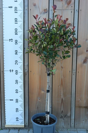 PHOTINIA x fraseri 'Nana'