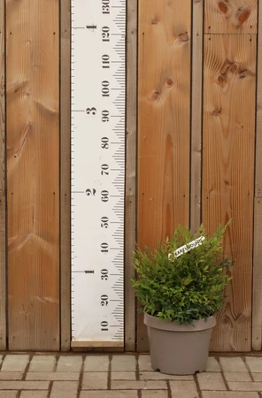 NANDINA domestica 'Gulf Stream'