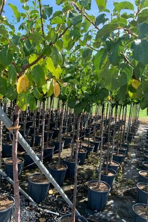 Prunus domestica 'Reine Claude Doree' (PLUM)