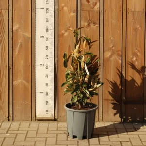 MAGNOLIA grandiflora 'Alta'