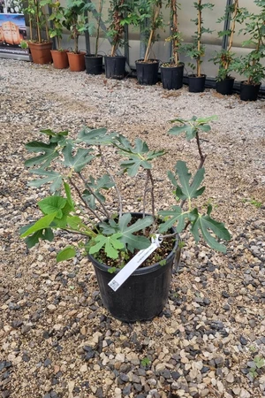 Ficus carica 'Dalmatie' (FIG)