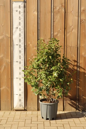 CAMELLIA japonica 'Bicolor'