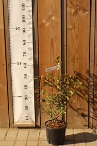 PHOTINIA x fraseri 'Carre Rouge'